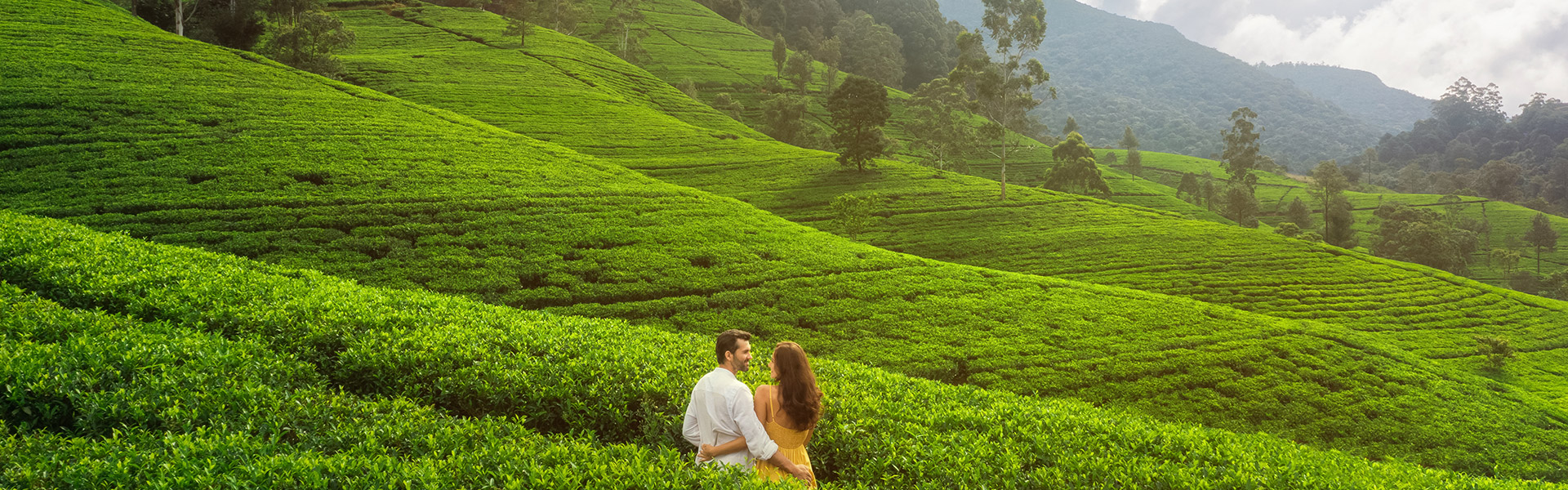 Ceylon Tea Experience