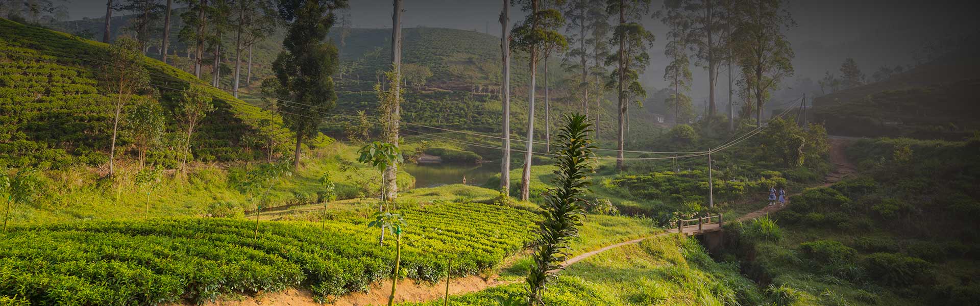 Honeymoon Tours in Nuwara Eliya