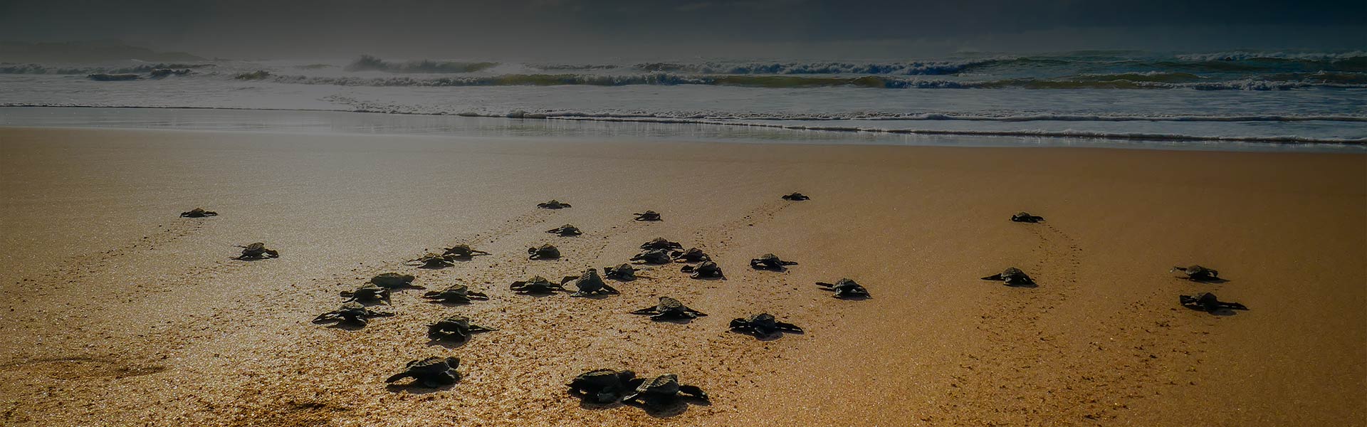 Kosgoda Sea Turtle Hatchery