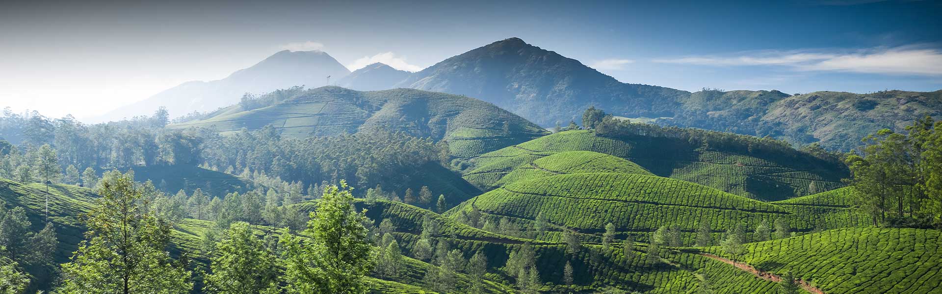 Nuwara Eliya Tea Plantations