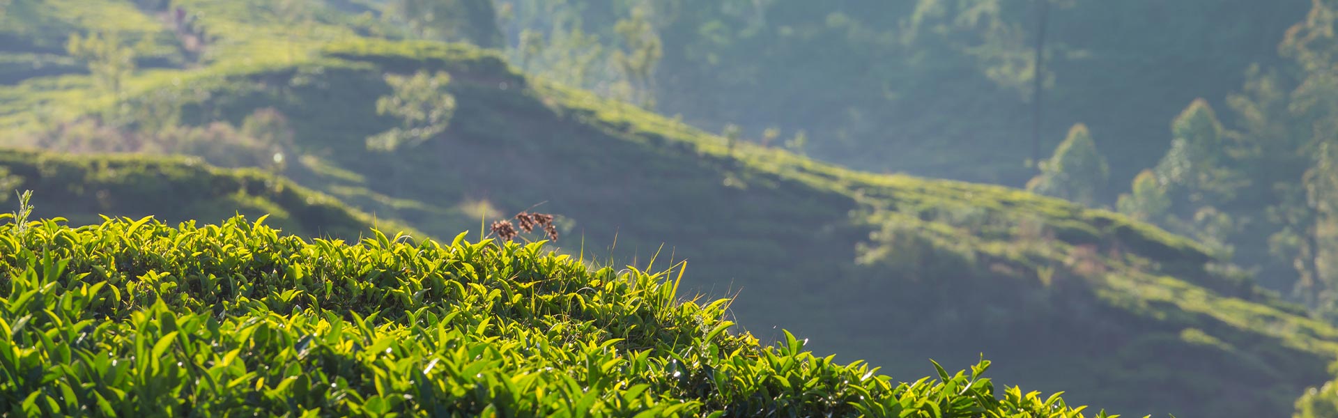 Wildlife and Tea Plantations