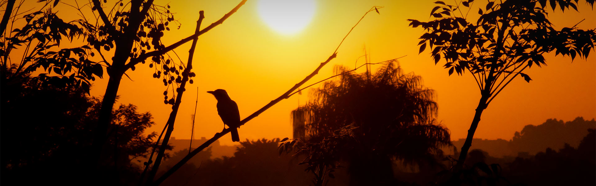 Sunrise to Sunset in Yala