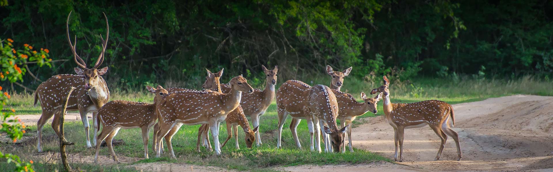 Yala National Park